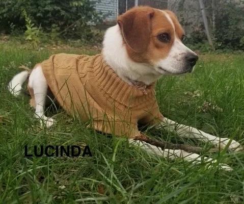 Enlarge Lucinda Haven, a ADOPTABLE Beagle in Waldorf, MD image 4/5