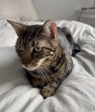 Enlarge Destiny, a Adoptable Domestic Short Hair in Long Island City, NY image 2/4