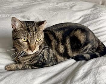 Enlarge Destiny, a Adoptable Domestic Short Hair in Long Island City, NY image 3/4