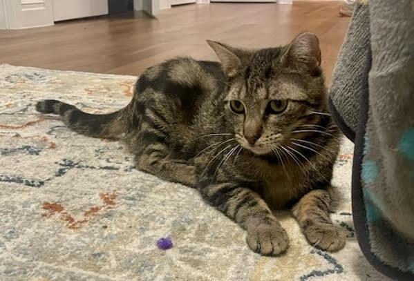 Enlarge Destiny, a Adoptable Domestic Short Hair in Long Island City, NY image 4/4