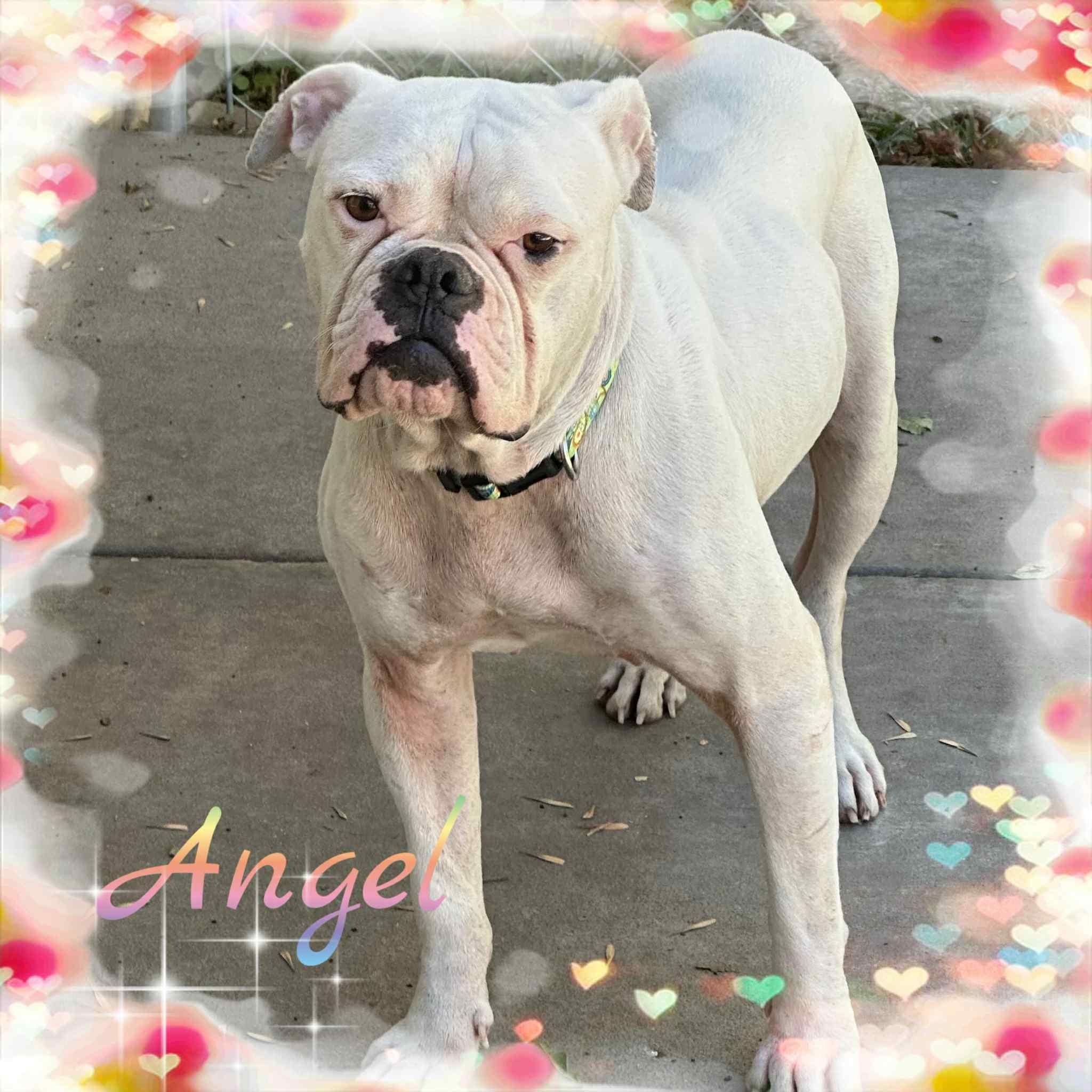 Angel, Adoptable, Adult Female Boxer.