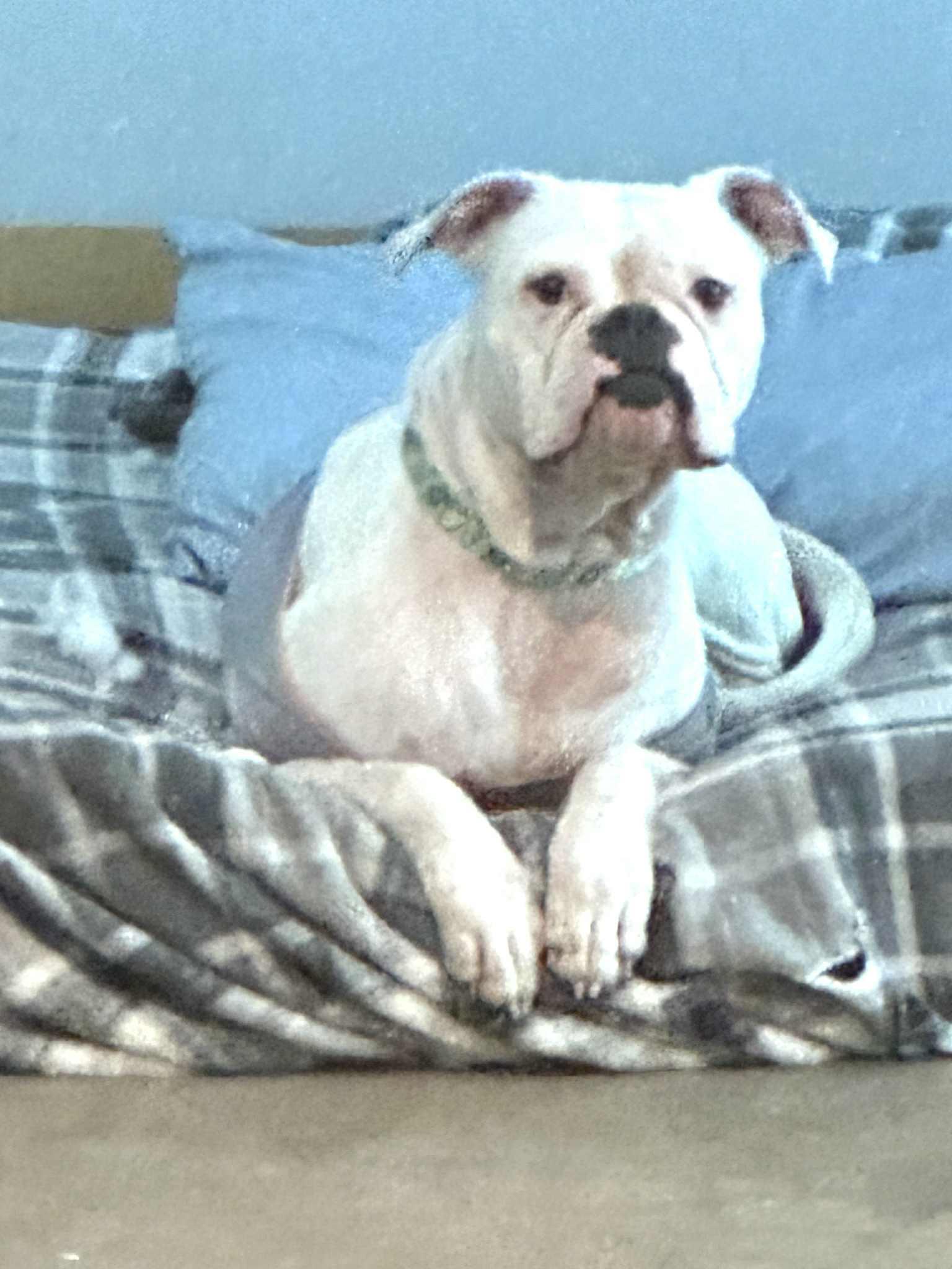 Angel, a Adoptable mixed breed in Lone Oak, TX image 2/2