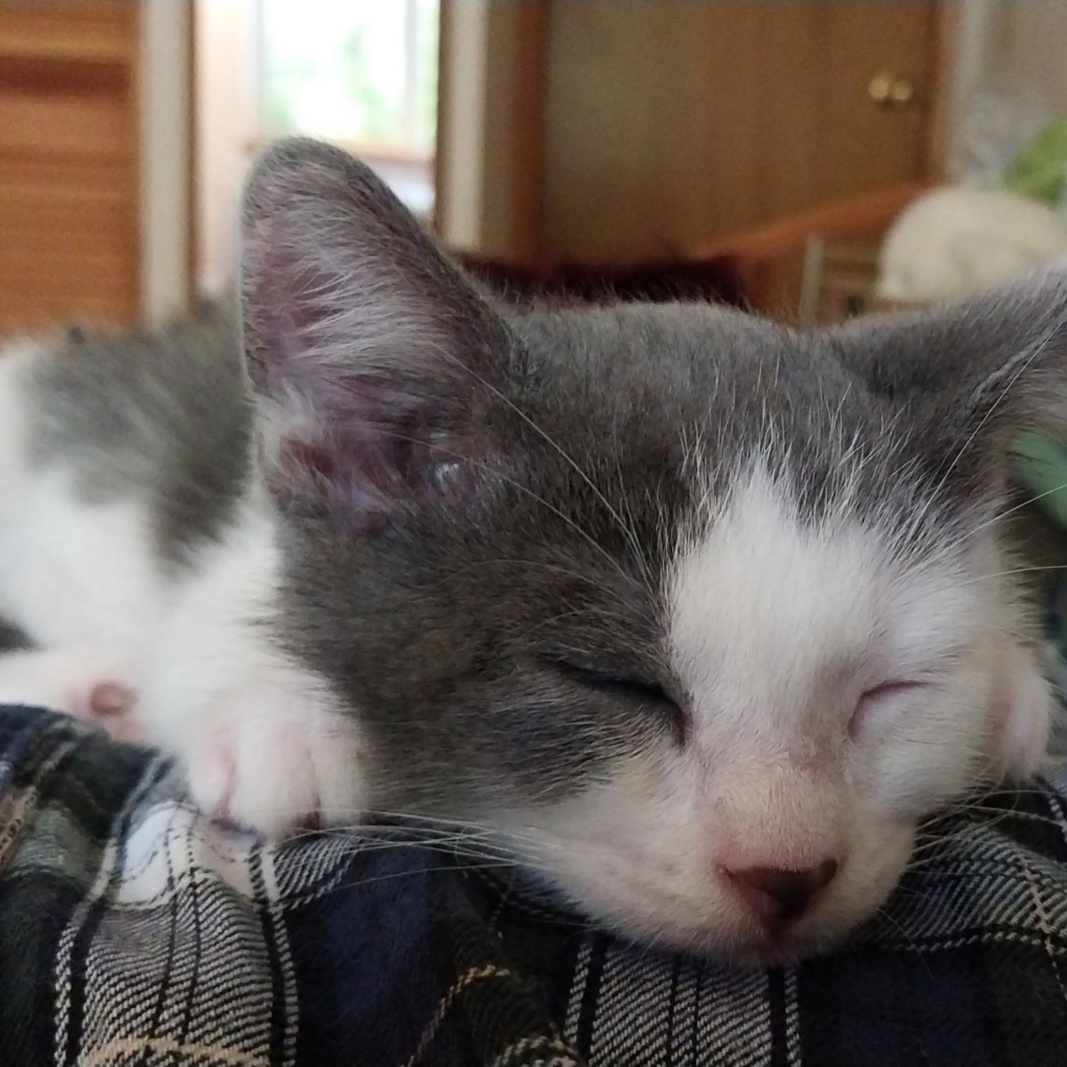 Enlarge Bessie and Ferdinand, an adopted Domestic Short Hair in WINLOCK, WA image 3/3