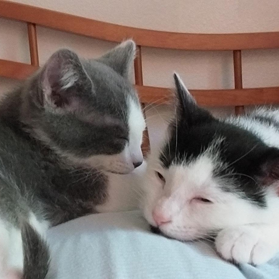 Bessie and Ferdinand, adopted, Kitten Female Domestic Short Hair.