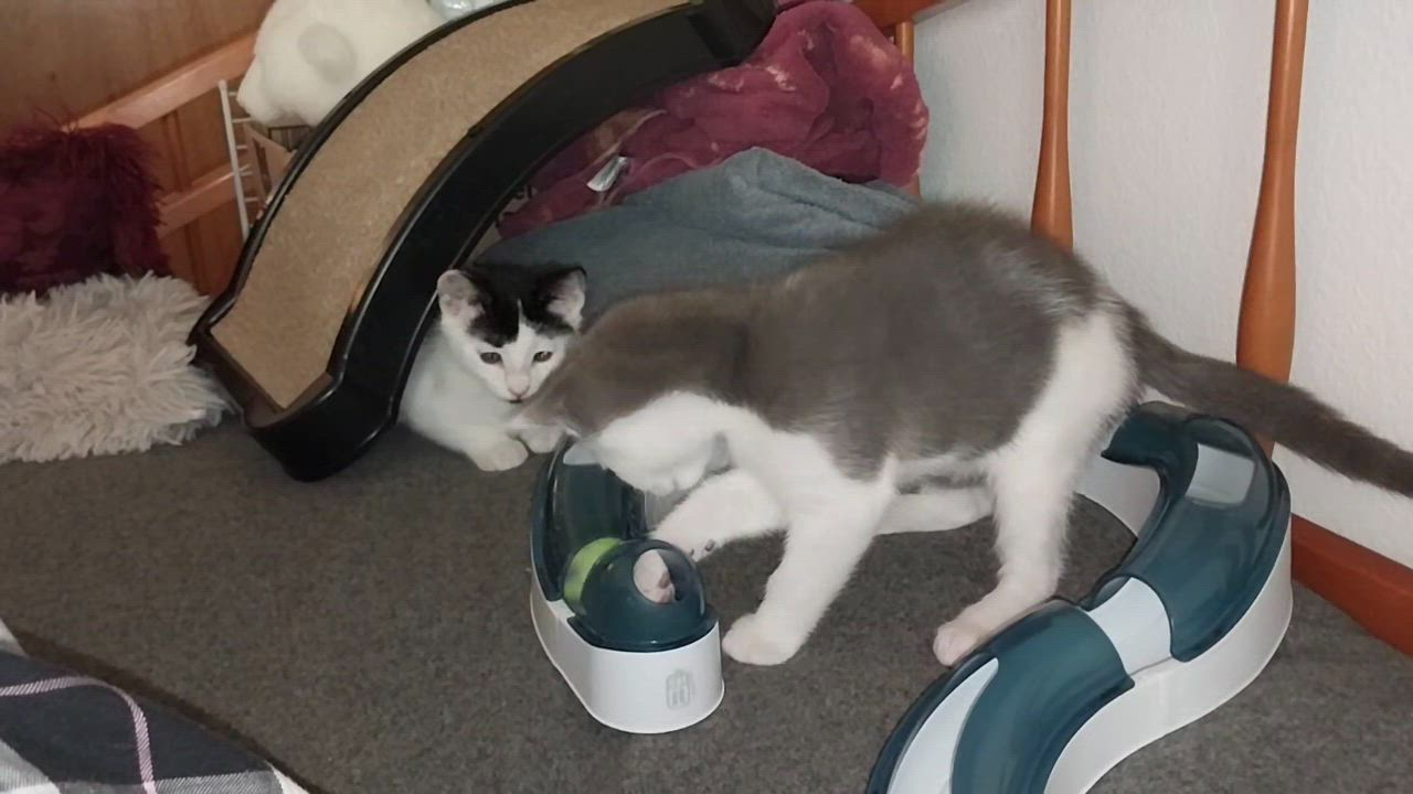 Enlarge Bessie and Ferdinand, an adopted Domestic Short Hair in WINLOCK, WA video 2/3