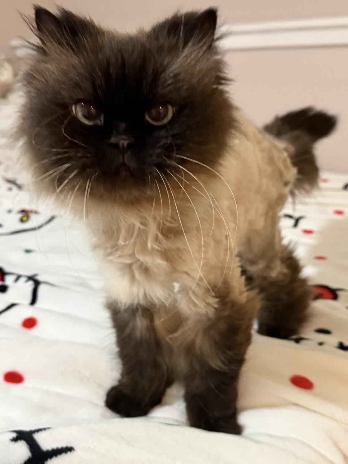 Enlarge KIT, an adopted Himalayan in Marengo, IL image 4/4