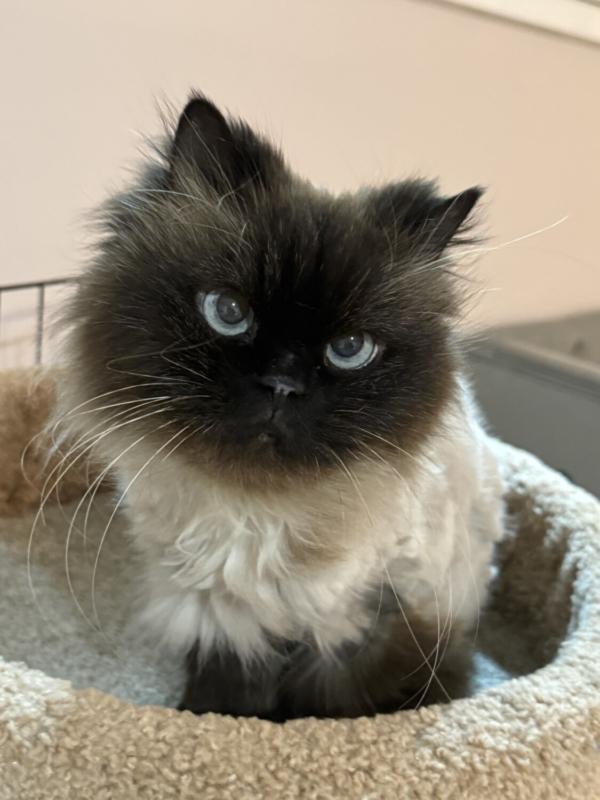 KIT, adopted, Adult Female Himalayan.