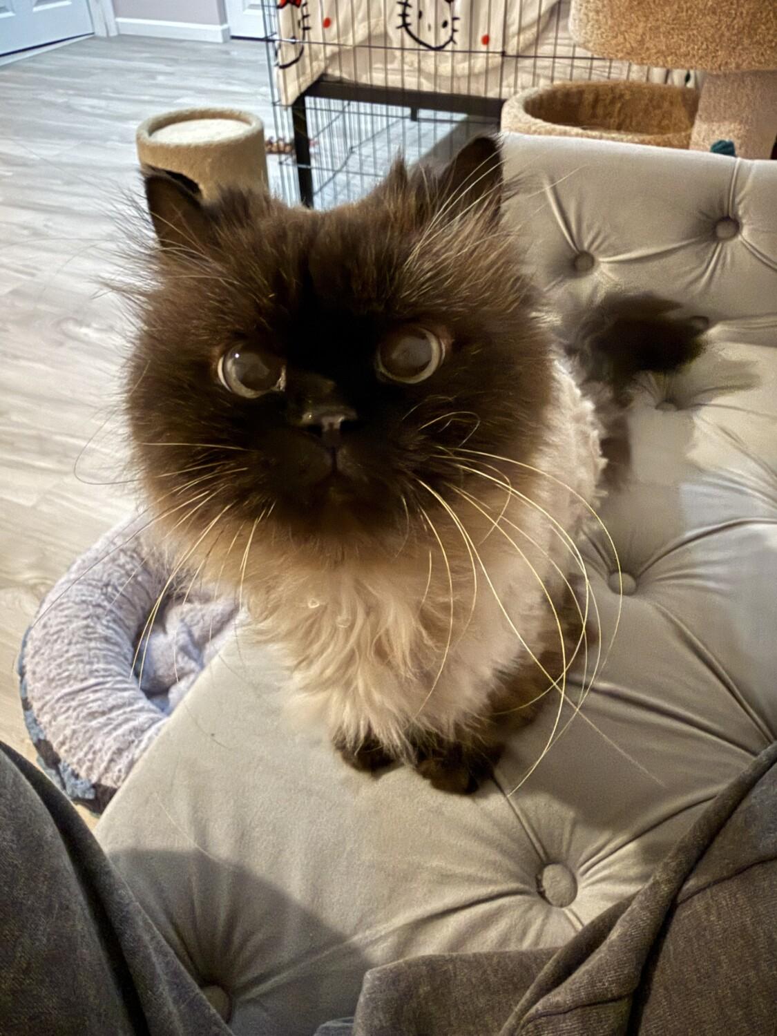 Enlarge KIT, an adopted Himalayan in Marengo, IL image 3/4