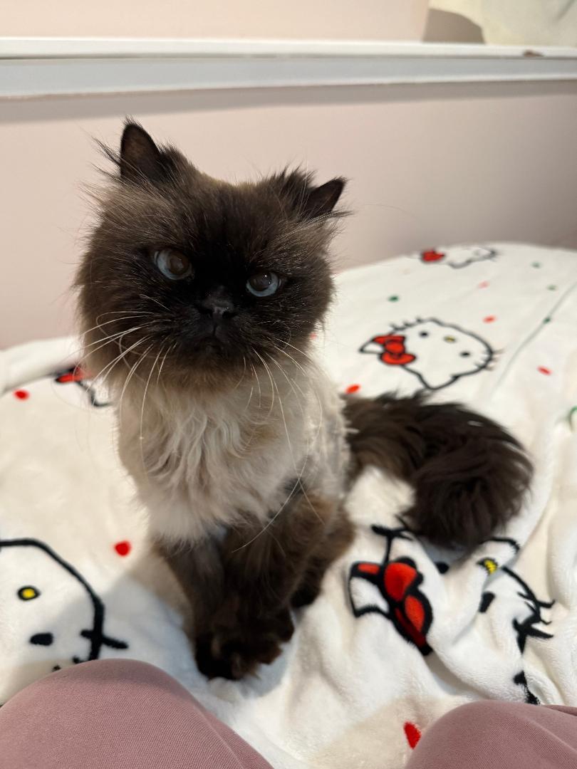 Enlarge KIT, an adopted Himalayan in Marengo, IL image 2/4