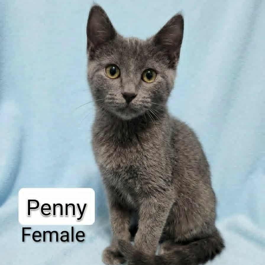 Penny, Adoptable, Kitten Female Russian Blue & Domestic Short Hair.