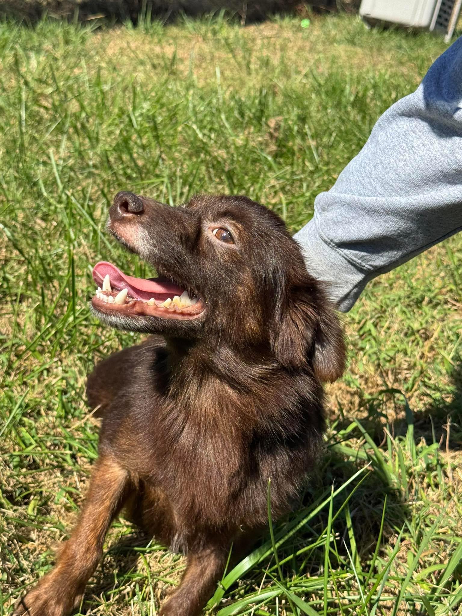 Enlarge Cocoa, a Adoptable Mixed Breed in Westwood, NJ image 1/3