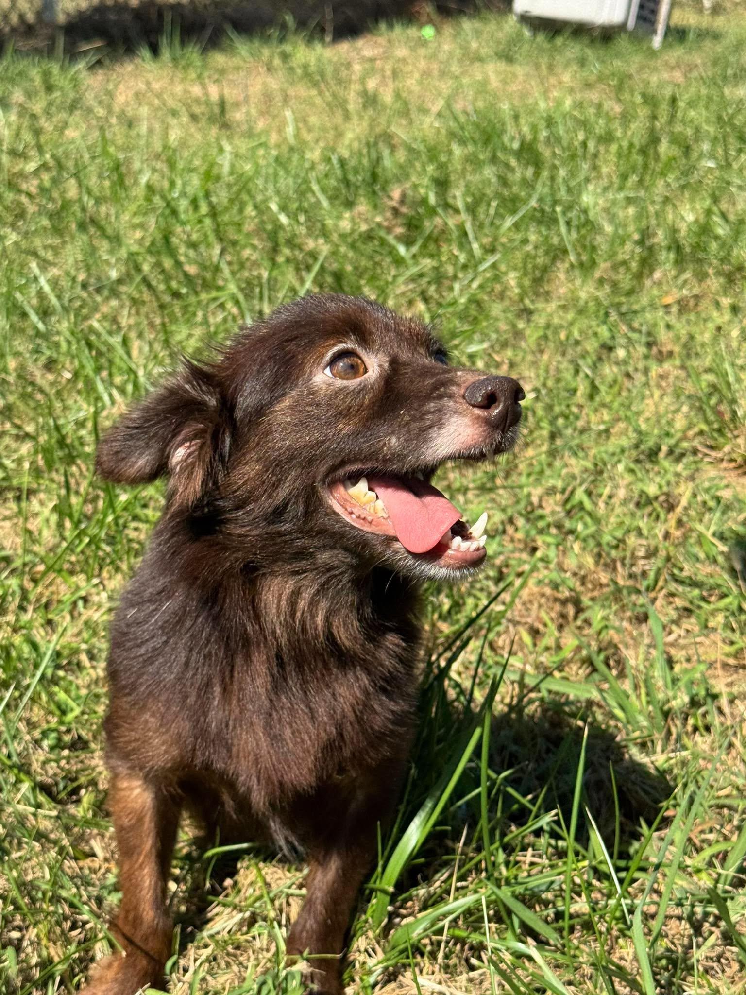 Enlarge Cocoa, a Adoptable Mixed Breed in Westwood, NJ image 2/3