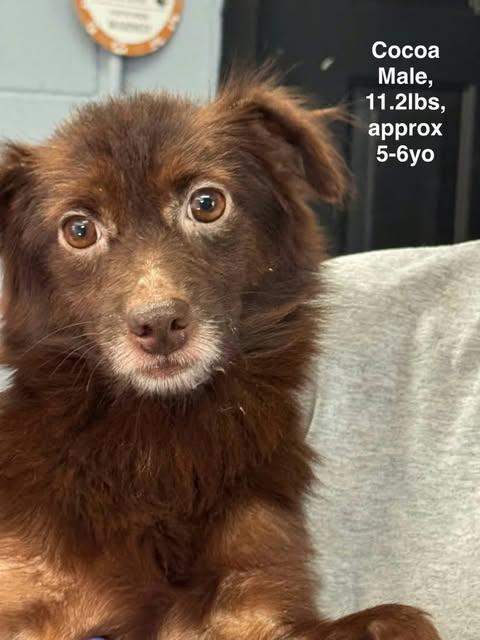 Enlarge Cocoa, a Adoptable Mixed Breed in Westwood, NJ image 3/3