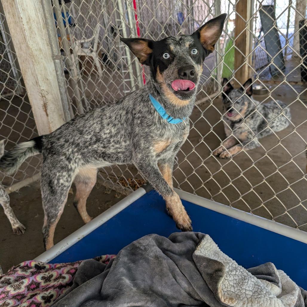 Enlarge MJ, a Adoptable Australian Cattle Dog / Blue Heeler in Blair, WI image 2/6