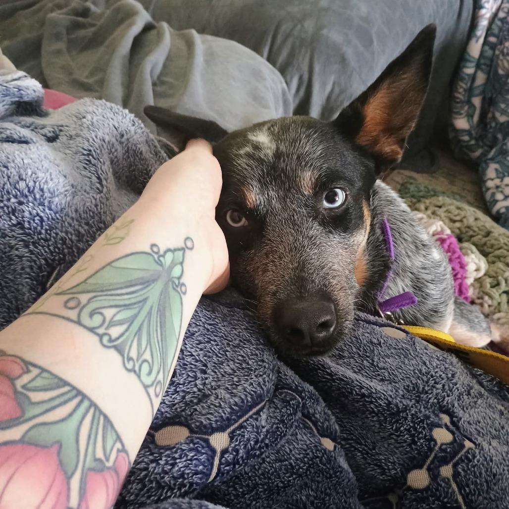 Enlarge MJ, a Adoptable Australian Cattle Dog / Blue Heeler in Blair, WI image 4/6