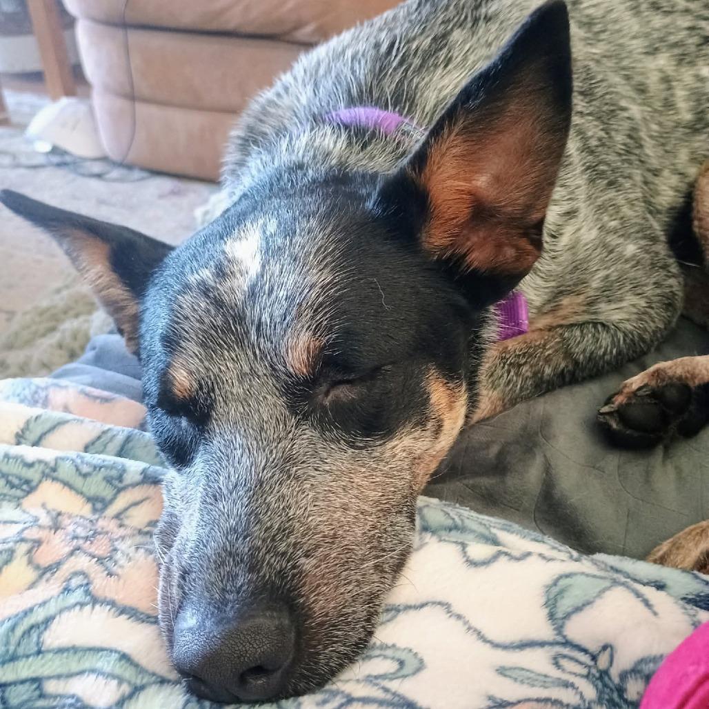 Enlarge MJ, a Adoptable Australian Cattle Dog / Blue Heeler in Blair, WI image 5/6