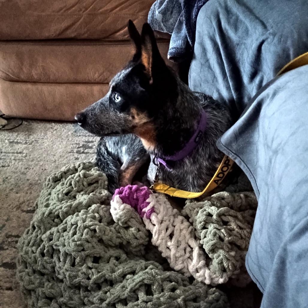 Enlarge MJ, a Adoptable Australian Cattle Dog / Blue Heeler in Blair, WI image 6/6