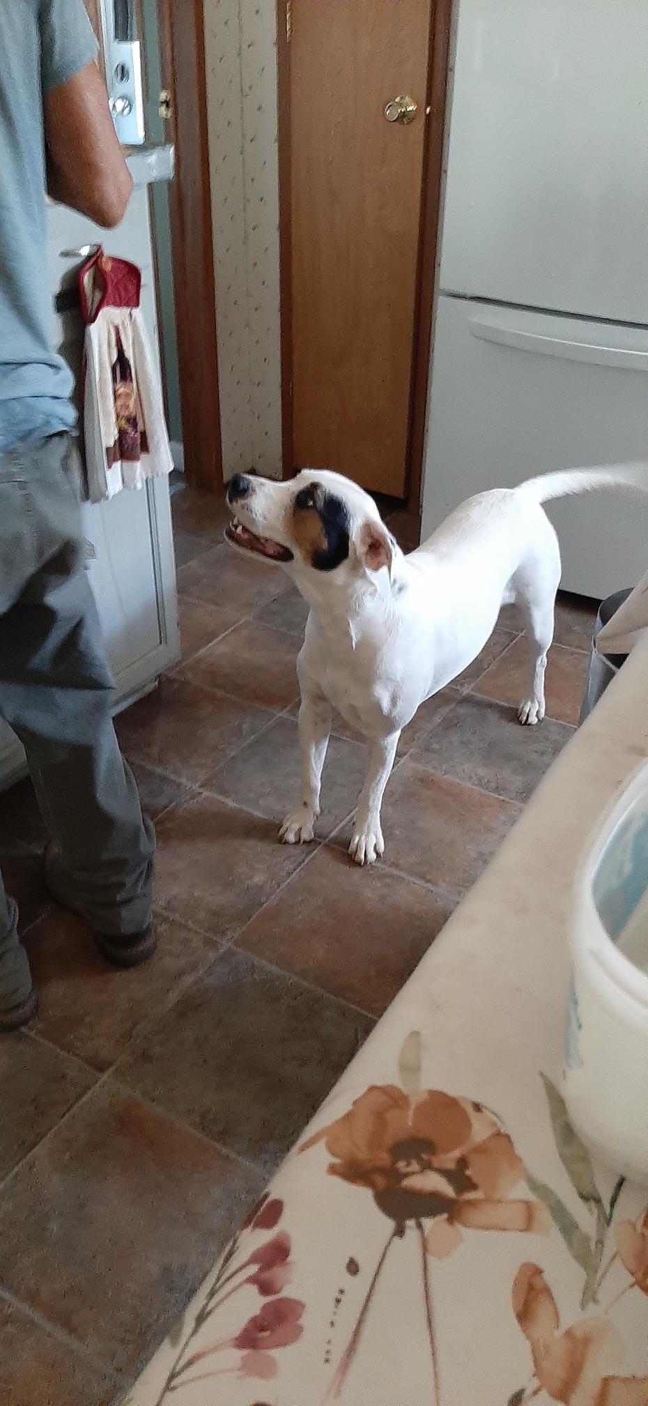 Spots, Adoptable, Adult Female Mixed Breed.