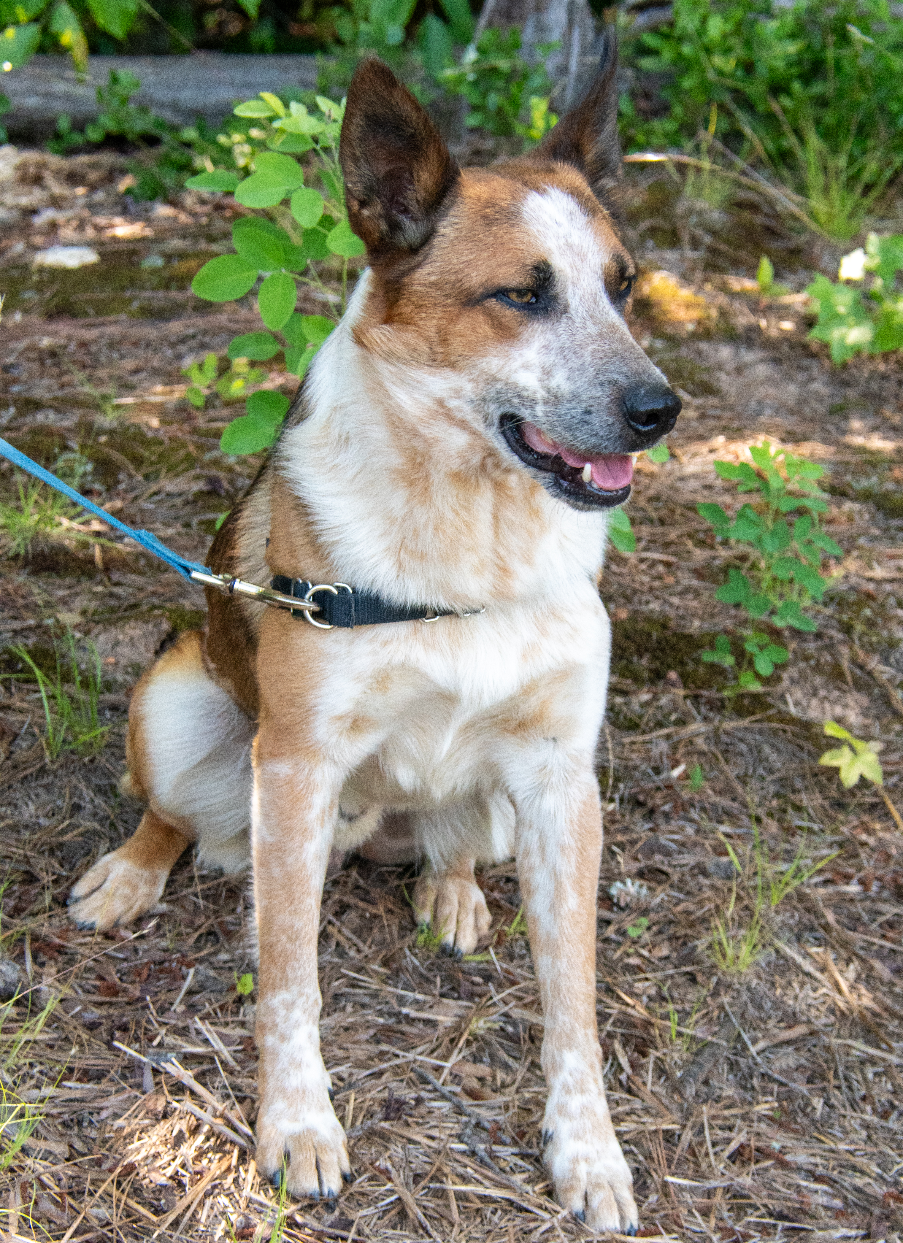 Tritt, a Adoptable Cattle Dog in Midlothian, VA image 2/4