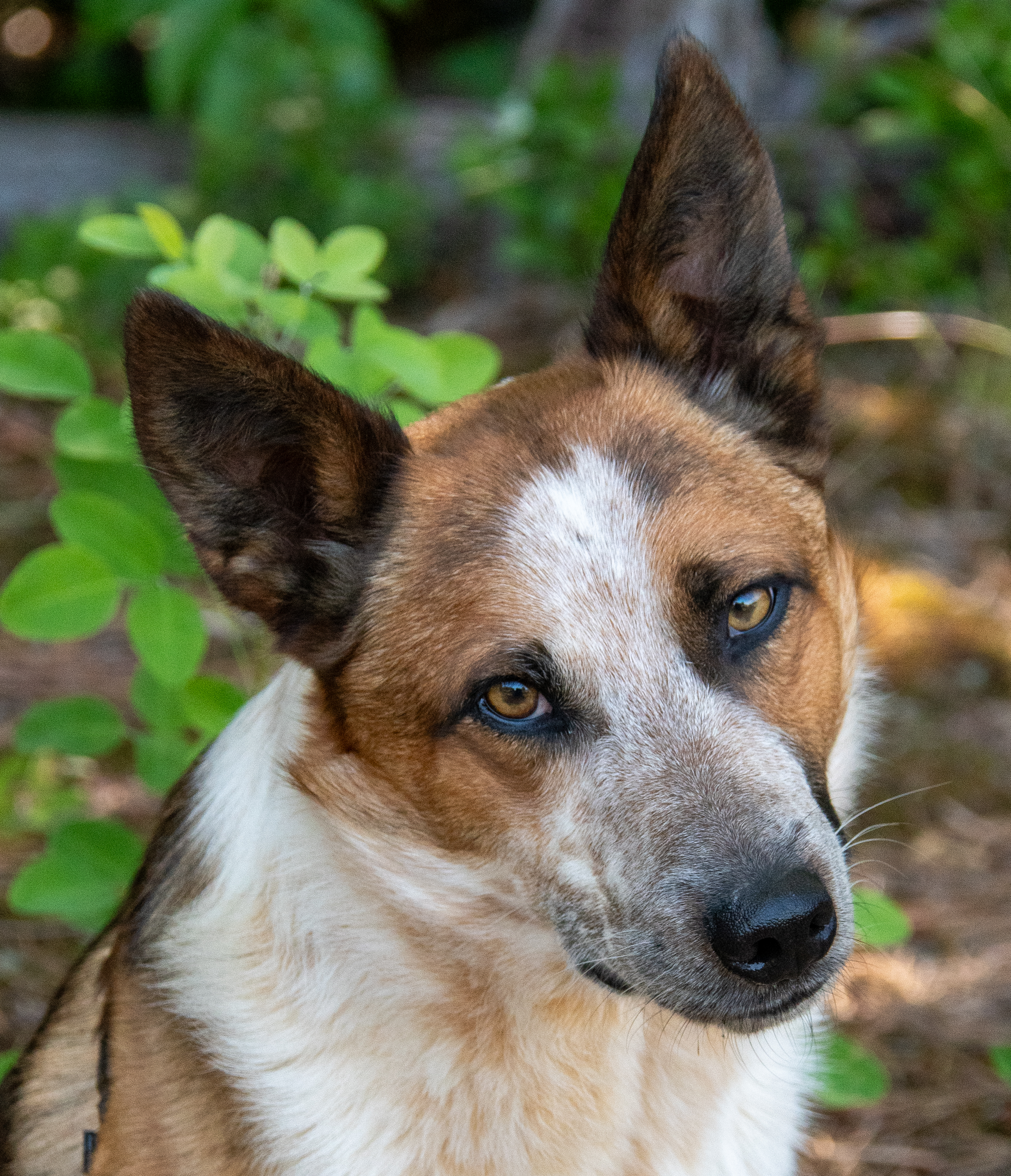 Tritt, a Adoptable Cattle Dog in Midlothian, VA image 1/4