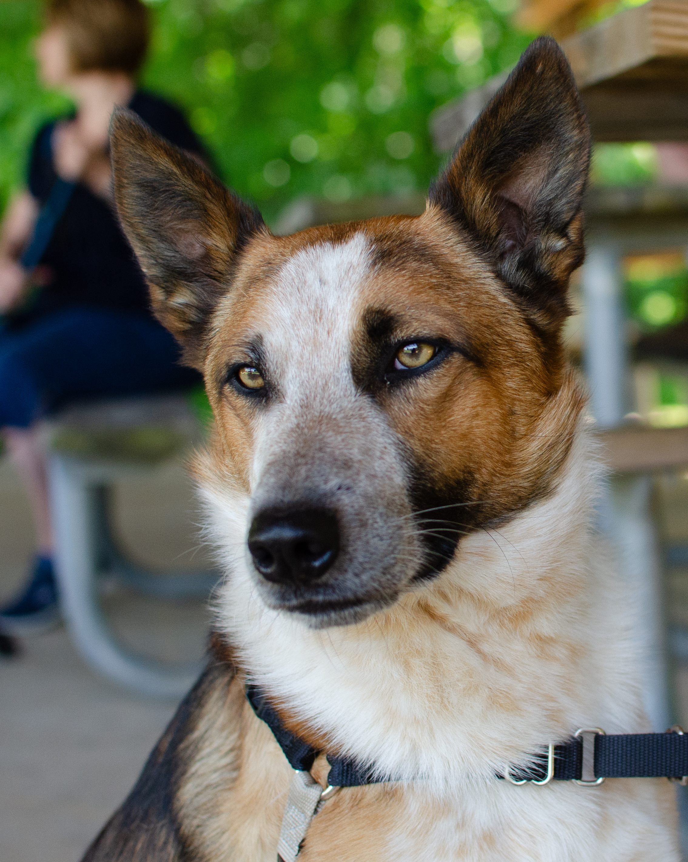 Tritt, a Adoptable Cattle Dog in Midlothian, VA image 3/4