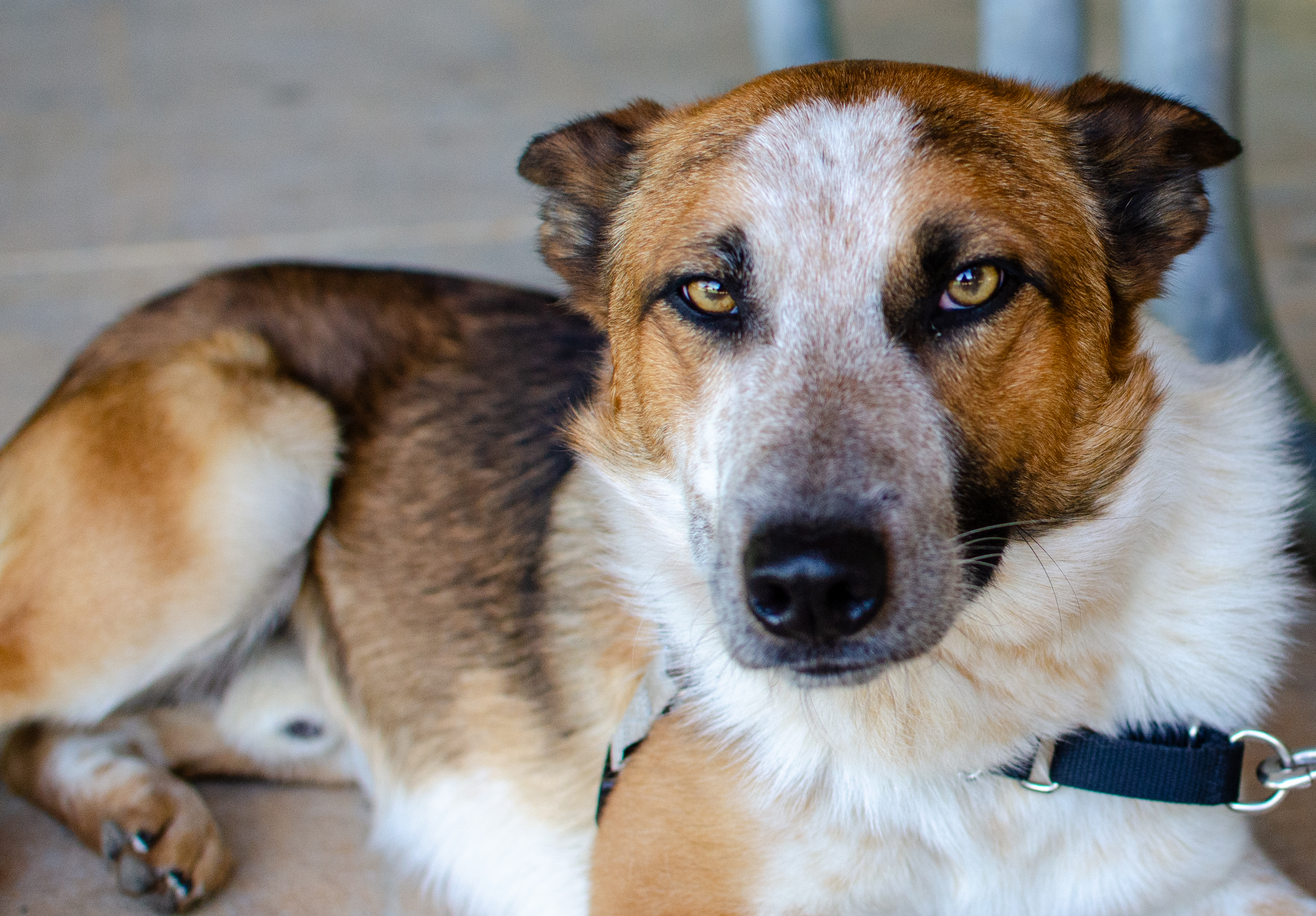 Tritt, a Adoptable Cattle Dog in Midlothian, VA image 4/4