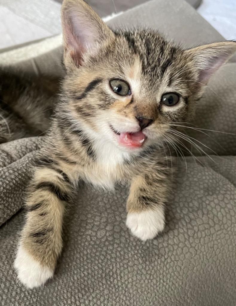 Enlarge Juniper, a Adoptable mixed breed in Newaygo, MI image 1/3