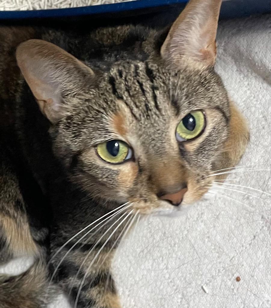 Enlarge Juniper, a Adoptable mixed breed in Newaygo, MI image 3/3