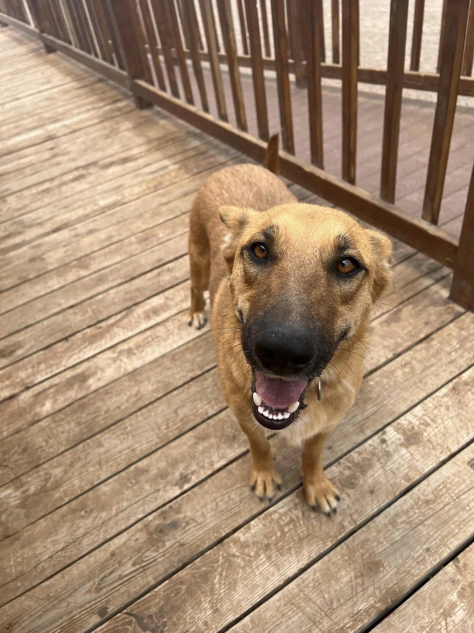 Brownie, Adoptable, Adult Male Shepherd.