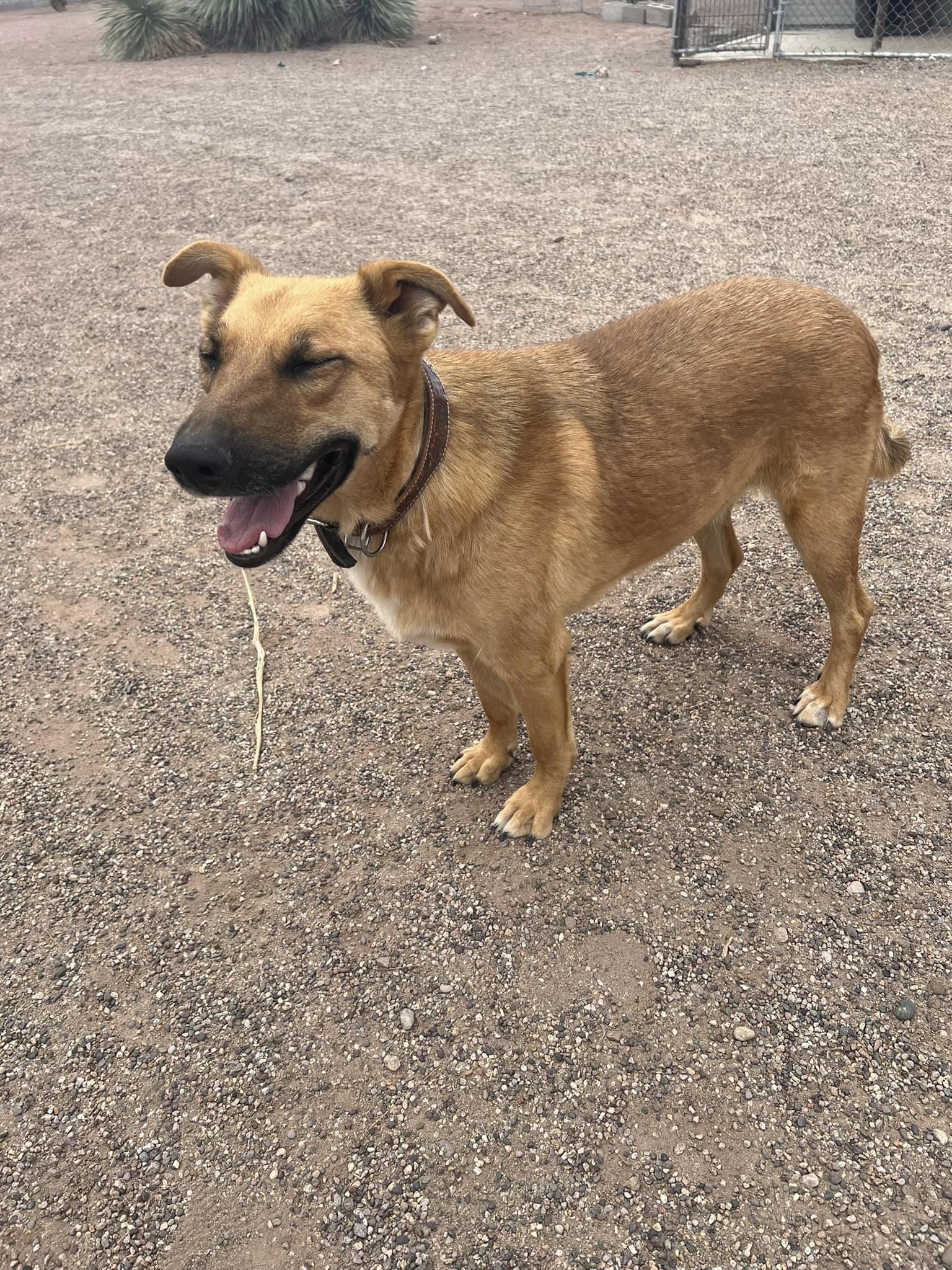 Brownie, a Adoptable Shepherd in Deming, NM image 2/5