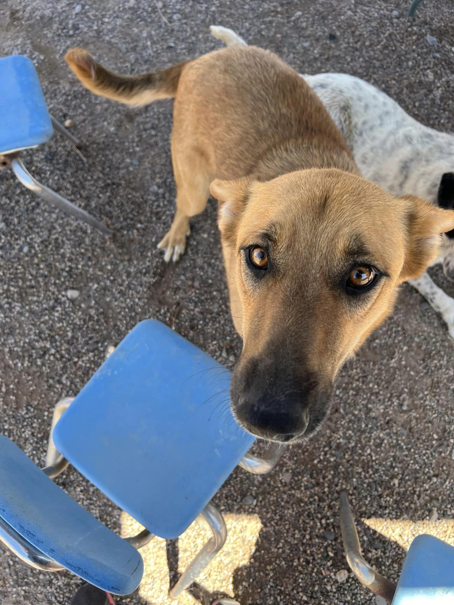 Brownie, a Adoptable Shepherd in Deming, NM image 3/5