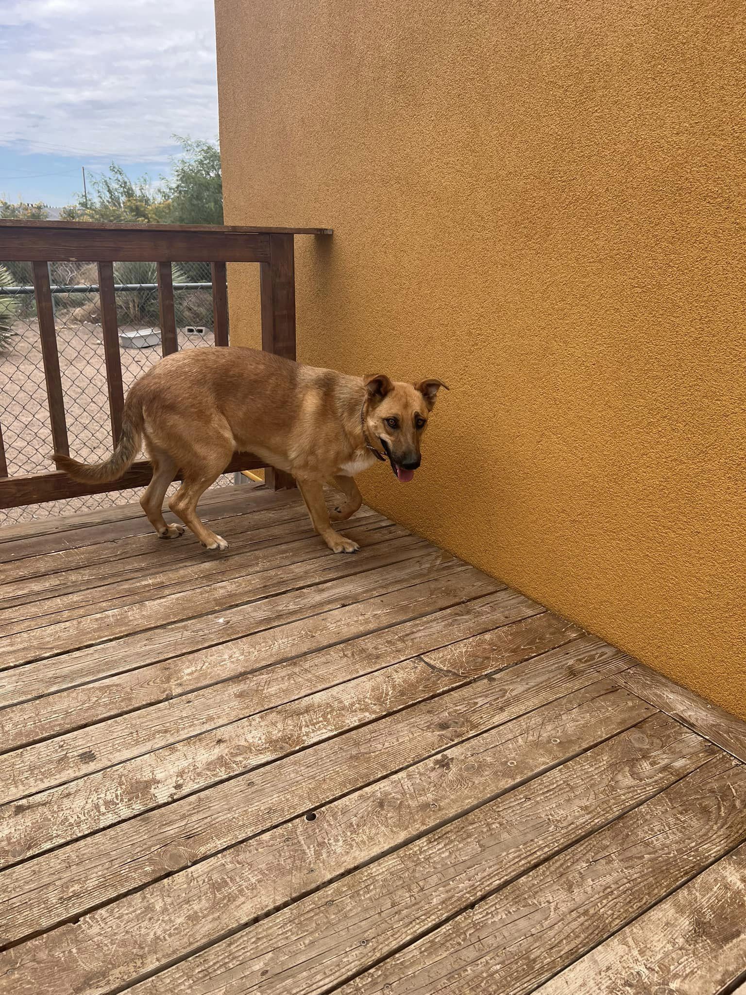 Brownie, a Adoptable Shepherd in Deming, NM image 4/5