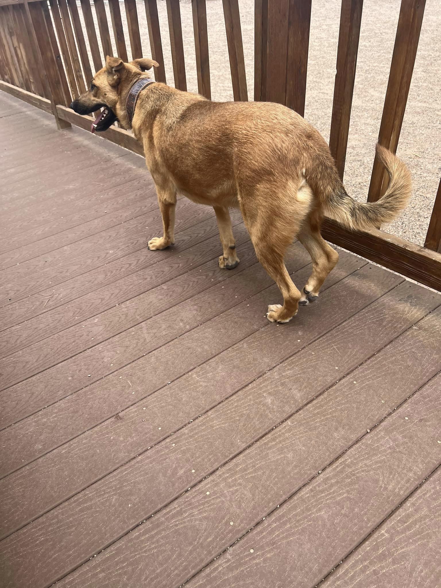 Brownie, a Adoptable Shepherd in Deming, NM image 5/5