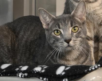 Tiny, Adoptable, Adult Female Domestic Short Hair.