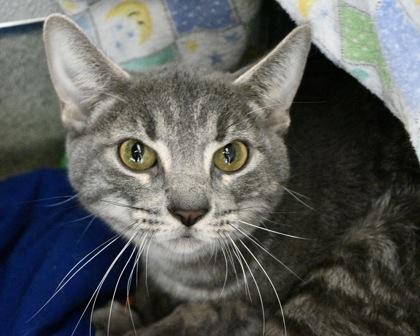 Enlarge Tiny, a Adoptable Domestic Short Hair in West Seneca, NY image 2/3
