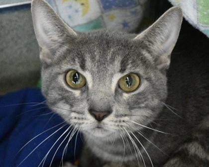 Enlarge Tiny, a Adoptable Domestic Short Hair in West Seneca, NY image 3/3