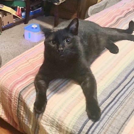 Bagheera, an adoptable Domestic Short Hair in Fort Worth, TX, 76102 | Photo Image 1