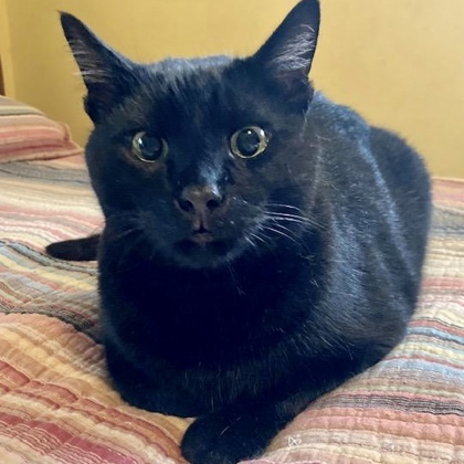 Bagheera, an adoptable Domestic Short Hair in Fort Worth, TX, 76102 | Photo Image 5