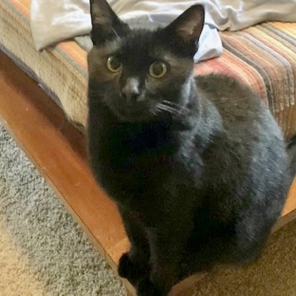 Bagheera, an adoptable Domestic Short Hair in Fort Worth, TX, 76102 | Photo Image 8