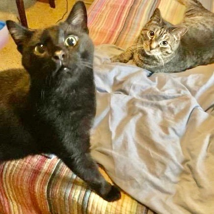 Bagheera, an adoptable Domestic Short Hair in Fort Worth, TX, 76102 | Photo Image 4