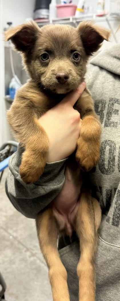 Zena, Adoptable, Puppy Female Mixed Breed.