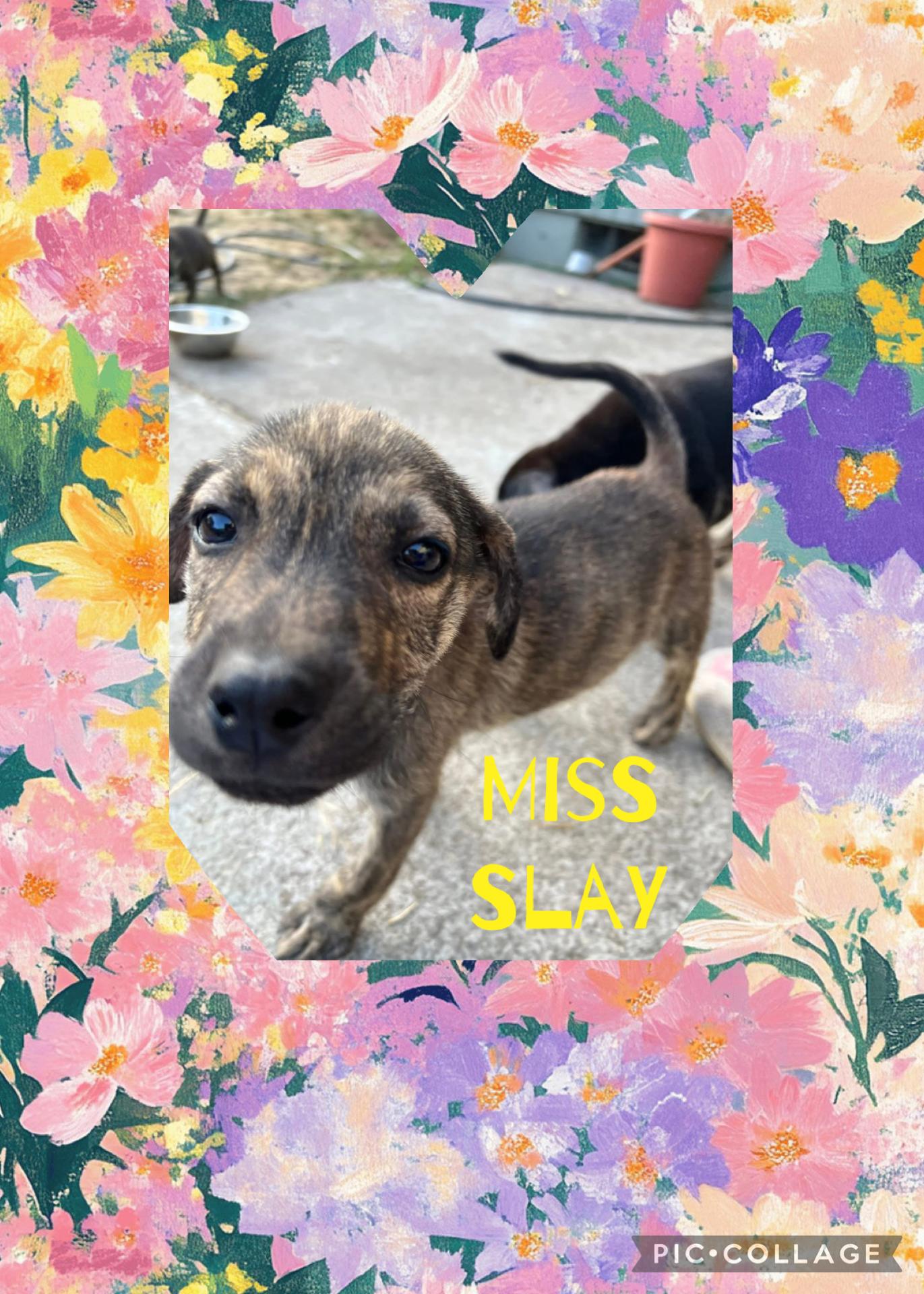 Miss Slay, an adoptable Shepherd in Eugene, OR, 97404 | Photo Image 1