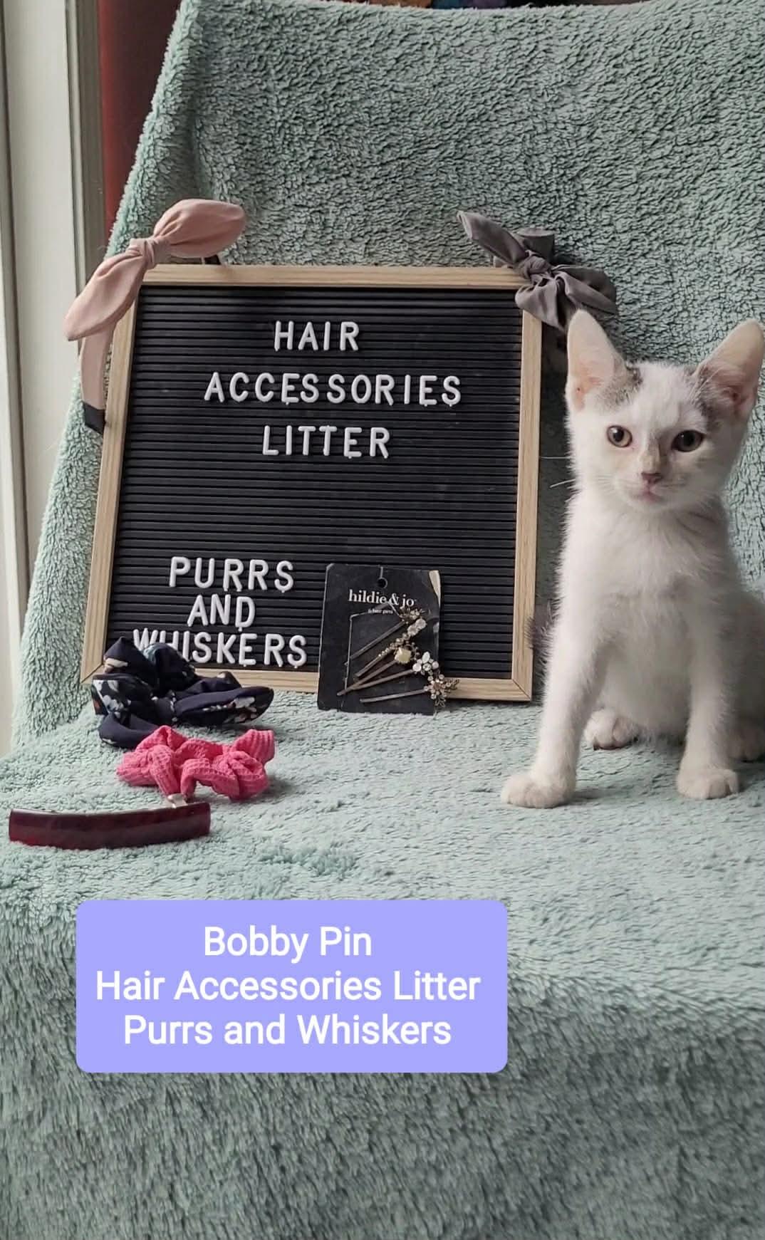 Bobby Pin, Adoptable, Kitten Female Domestic Short Hair.