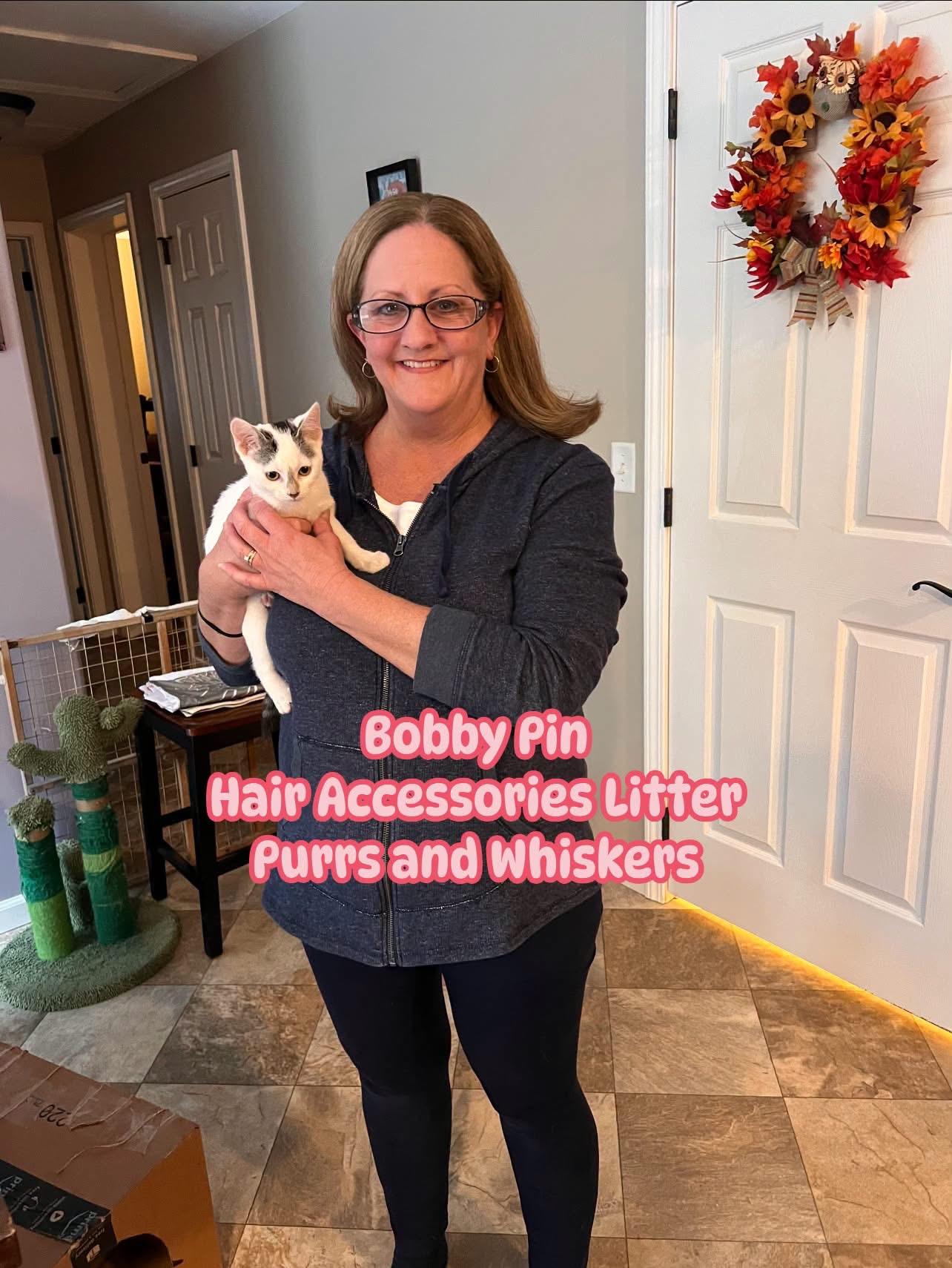 Bobby Pin, Adopted, Kitten Female Domestic Short Hair.
