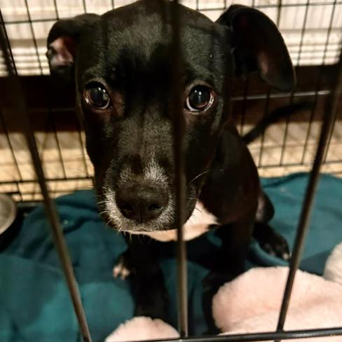 Clara, Adoptable, Puppy Female Pit Bull Terrier.