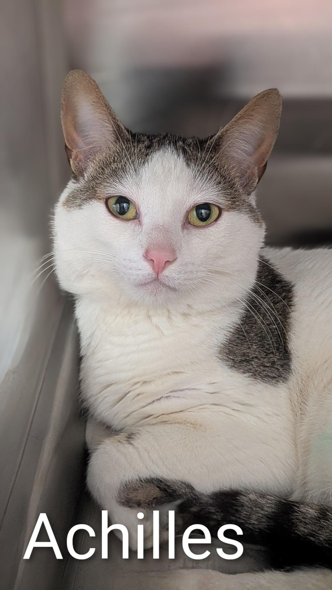 Achilles, Adoptable, Adult Male Domestic Short Hair.