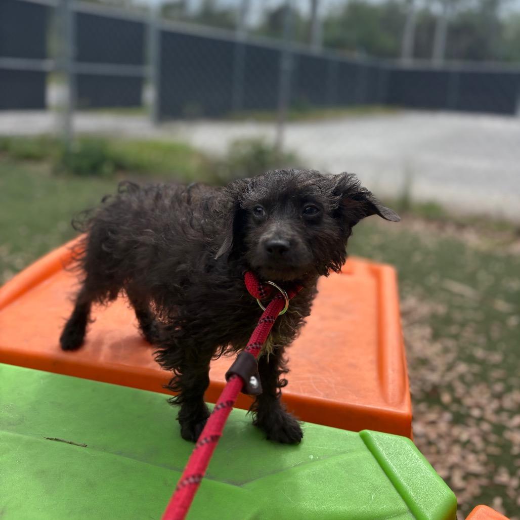 Enlarge Bed Head Betty, a Adoptable mixed breed in Port Richey, FL image 1/2