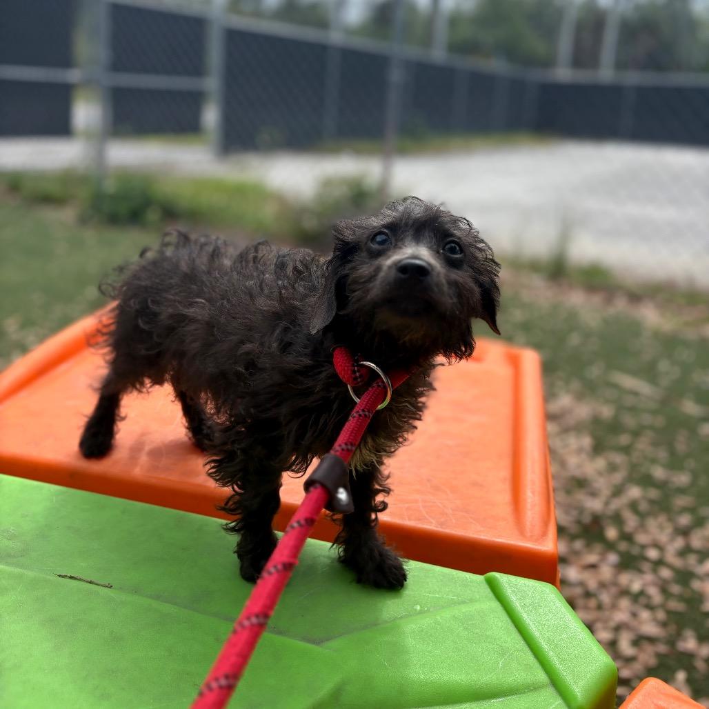 Enlarge Bed Head Betty, a Adoptable mixed breed in Port Richey, FL image 2/2