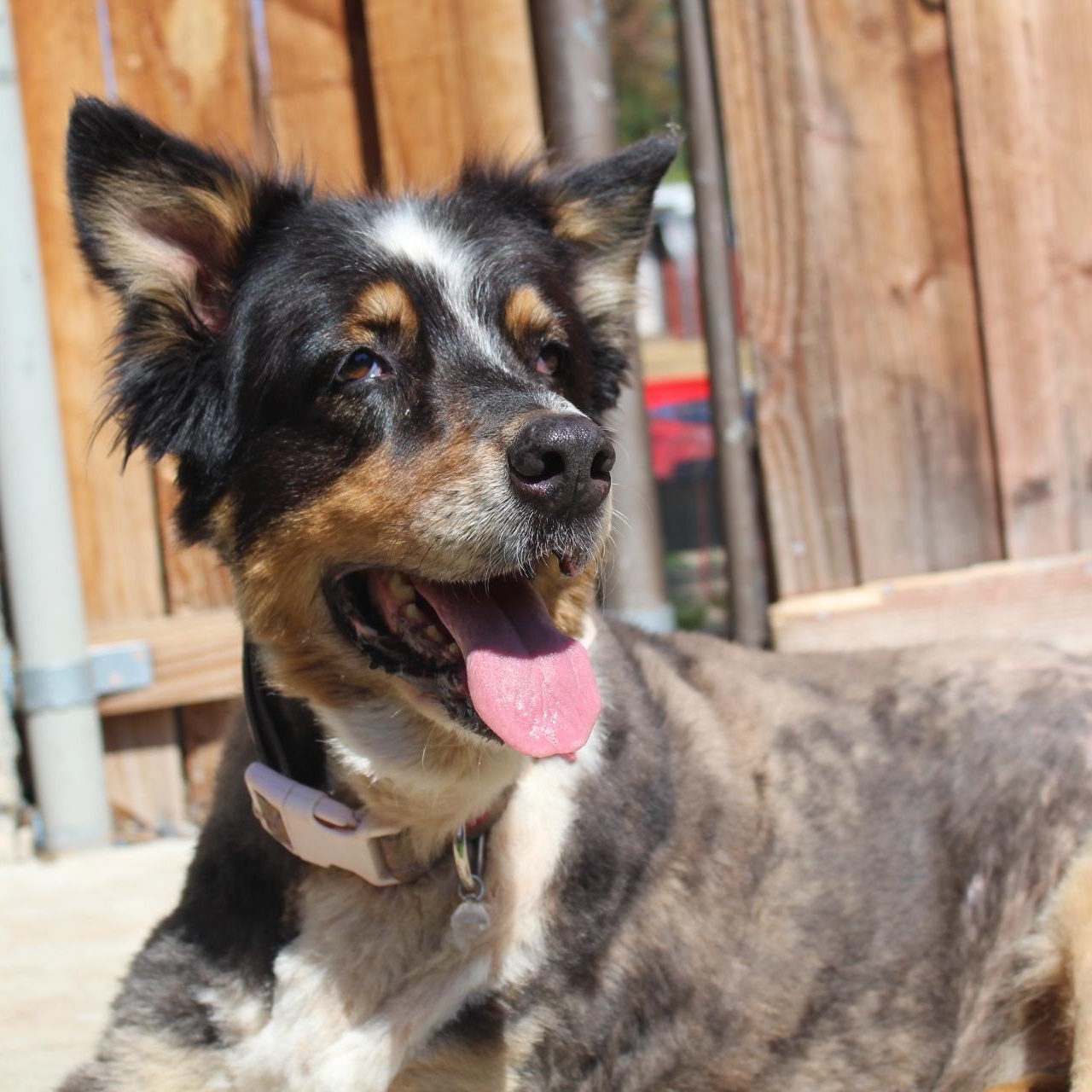 Ms. Gorgeous Minni, a Adoptable mixed breed in Ridgefield, WA image 2/3