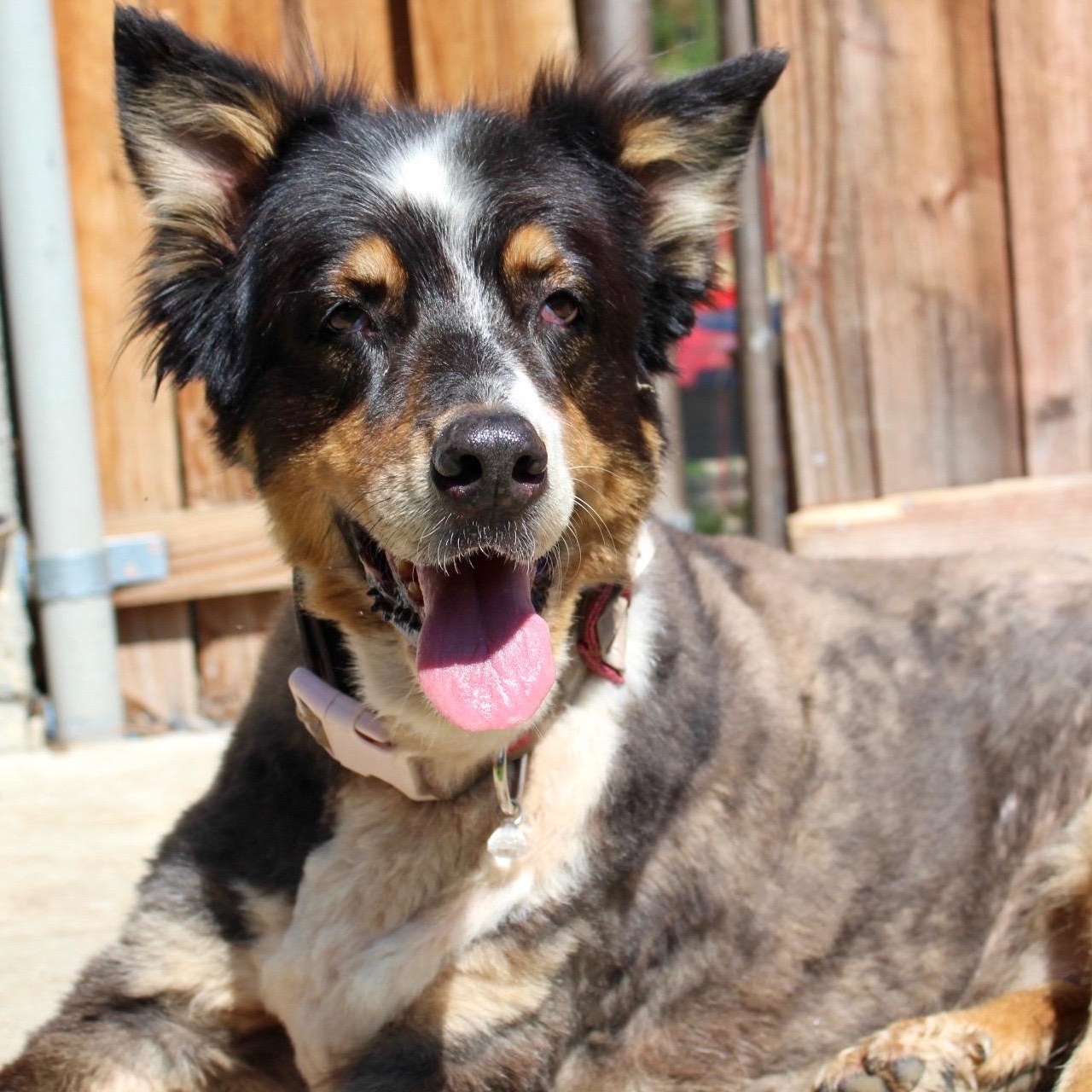 Ms. Gorgeous Minni, Adoptable, Adult Female Australian Shepherd & Border Collie.